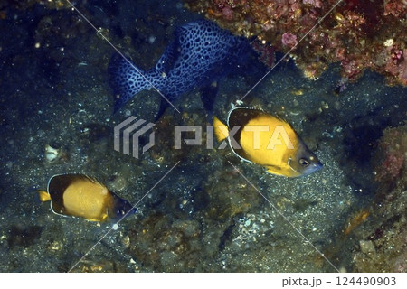 とても綺麗な魚 とても綺麗な魚 124490903