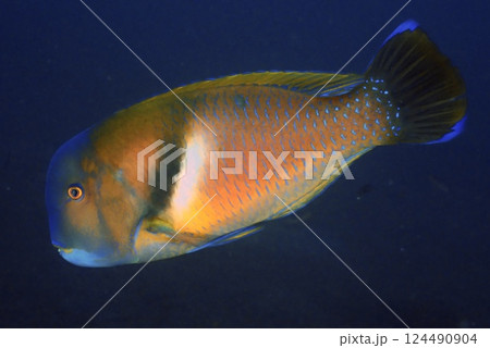 とても綺麗な魚 124490904