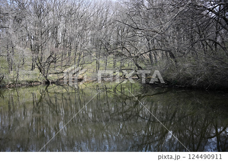 冬の景色　池の水面に映った木々 124490911