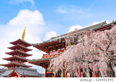 浅草寺宝蔵門と五重塔 春のしだれ桜 浅草寺宝蔵門と五重塔 春のしだれ桜 124491344