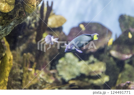 Closeup of a tropical fish in aquarium environment 124491771