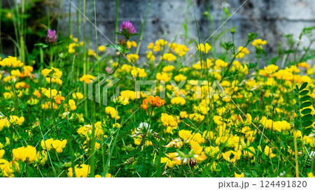 Lathyrus pratensis or meadow vetchling, yellow pea, meadow pea and meadow pea-vine 124491820