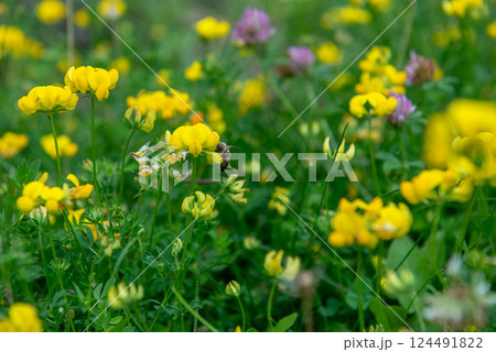 Lathyrus pratensis or meadow vetchling, yellow pea, meadow pea and meadow pea-vine Lathyrus pratensis or meadow vetchling, yellow pea, meadow pea and meadow pea-vine 124491822