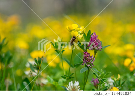 Lathyrus pratensis or meadow vetchling, yellow pea, meadow pea and meadow pea-vine Lathyrus pratensis or meadow vetchling, yellow pea, meadow pea and meadow pea-vine 124491824