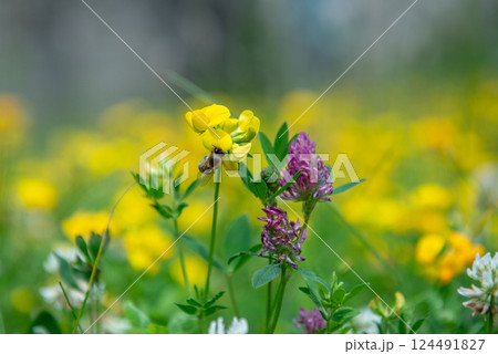Lathyrus pratensis or meadow vetchling, yellow pea, meadow pea and meadow pea-vine 124491827