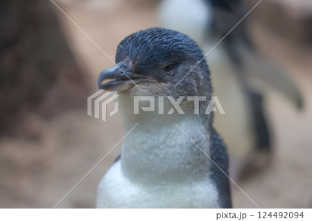 The Fairy penguin or blue penguin is so cute and local animal in phillip island,Australia 124492094