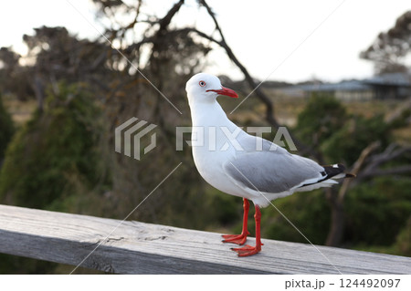 The BIG seagull on wood walkway in nature garden 124492097