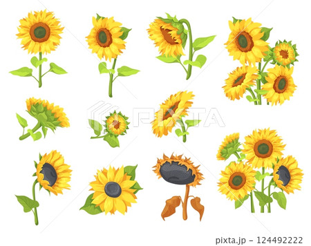 Cartoon sunflowers set. Sunflower stem bouquet, spring summer rustic farm field wild flowers with leaves and seeds botanical wedding sun flower plants, neat vector illustration 124492222