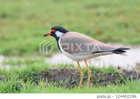 red-wattled lapwing (Vanellus indicus) red-wattled lapwing (Vanellus indicus) 124492296