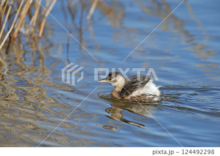 adult little grebe (Tachybaptus ruficollis) 124492298