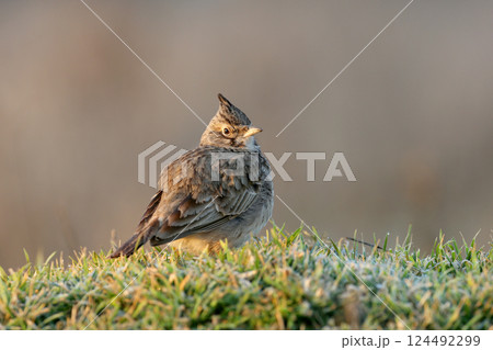 Morning Crested Larks (Galerida cristata) Morning Crested Larks (Galerida cristata) 124492299