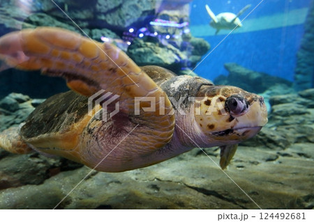 ウミガメ(名古屋港水族館 愛知県 名古屋市) ウミガメ(名古屋港水族館 愛知県 名古屋市) 124492681