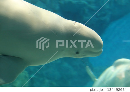 ベルーガ　シロイルカ（名古屋港水族館　愛知県 名古屋市 港区） 124492684