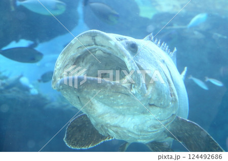 クエ、ホンソメワケベラ(名古屋港水族館 愛知県 名古屋市 港区) クエ、ホンソメワケベラ(名古屋港水族館 愛知県 名古屋市 港区) 124492686