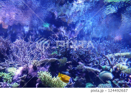 美しいサンゴ礁（名古屋港水族館　愛知県 名古屋市） 124492687