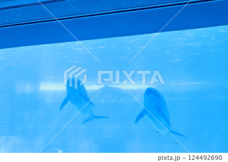水族館のイルカ 124492690