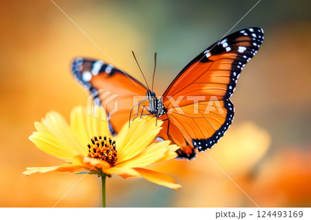 Butterfly is perched on a yellow flower. 124493169