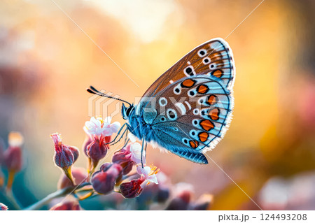 Blue and orange butterfly is perched on a flower Blue and orange butterfly is perched on a flower 124493208
