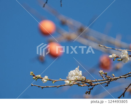 川見四季桜の里の景色 川見四季桜の里の景色 124493805