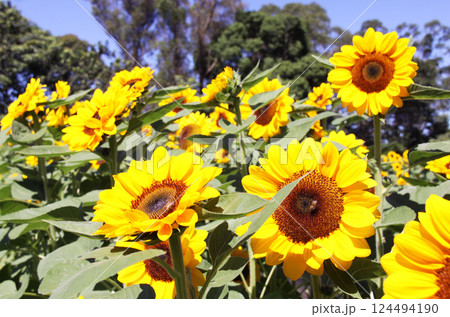 サンパウロ州で咲くヒマワリの花 ブラジル サンパウロ州で咲くヒマワリの花 ブラジル 124494190