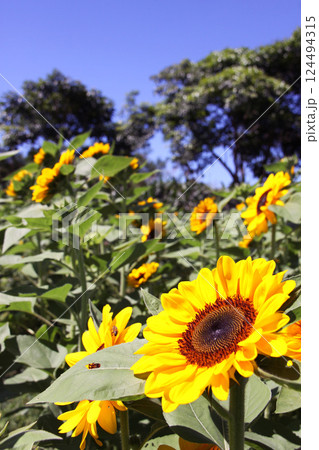 サンパウロ州で咲くヒマワリの花　ブラジル 124494315
