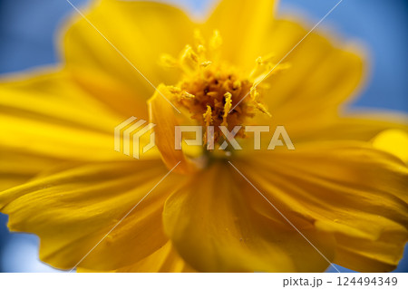 A super macro photo of a yellow Cosmos sulphureus from Luzon, Philippines. Close-up view of stamen 124494349