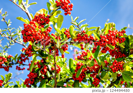 Fire thorn plant (Pyracantha Berries) in the garden, with blue sky background. Fall season	 124494480