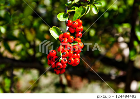 Plant of fire thorn (Pyracantha berries) in the garden. Fall season	 124494492
