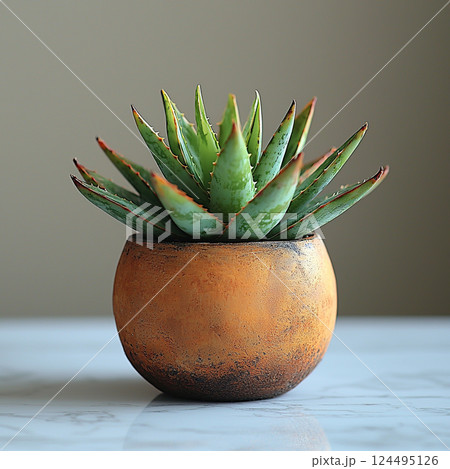 A fresh aloe vera plant sits in a terracotta pot, radiating natural beauty and simple elegance. 124495126