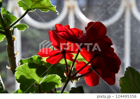 Two potted geranium plants with red flowers on the window sill in 124495356