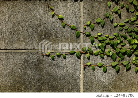 コンクリートブロック塀を伝う蔓植物 124495706