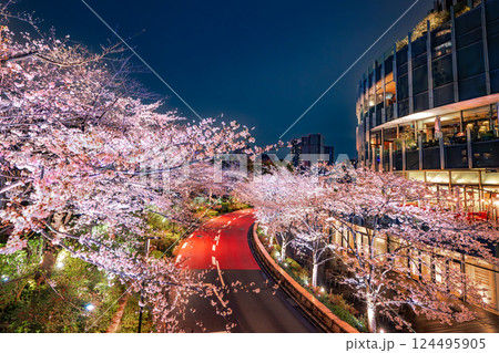 東京ミッドタウン　満開の桜 124495905