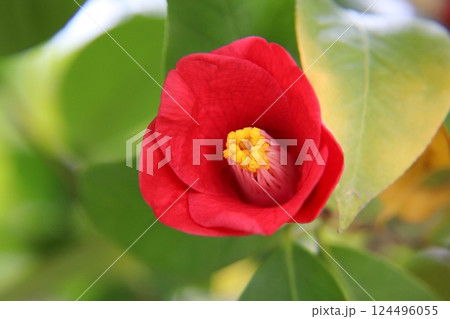 つばきの花 124496055