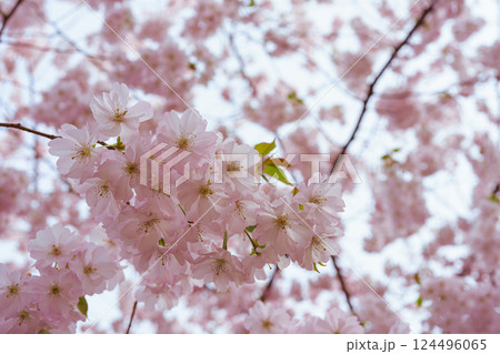 Branch of blooming cherry tree, pink sakura blossom flower on blue sky, springtime background Branch of blooming cherry tree, pink sakura blossom flower on blue sky, springtime background 124496065