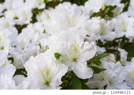Blooming white japan Azalea Ericaceae bush in full bloom, rhododendron flower background 124496115