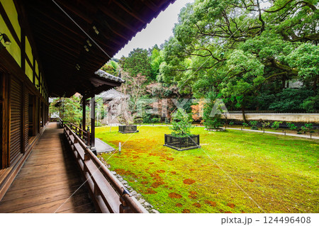 秋の京都　青蓮院門跡　左近の桜と右近の橘 124496408