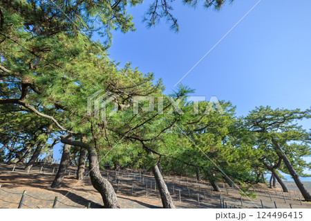 三保松原の松林 124496415