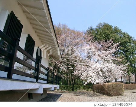 太田市の新田荘歴史資料館で桜咲く(2012.4.9) 桜手帖 淡いピンクが舞う世良田の春 124496574