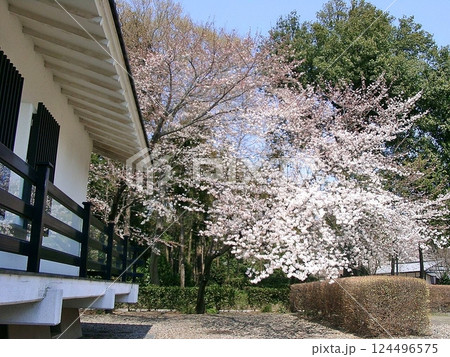 新田荘歴史資料館でサクラ咲く(2012.4.9) 桜手帖 淡いピンク 太田市の県道18号線沿い 124496575