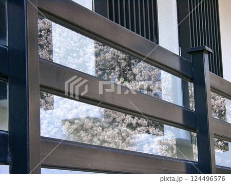 桜手帖 太田市新田荘歴史資料館で さくら咲く(2012.4.9) 世良田の春が資料館に写り混む 124496576