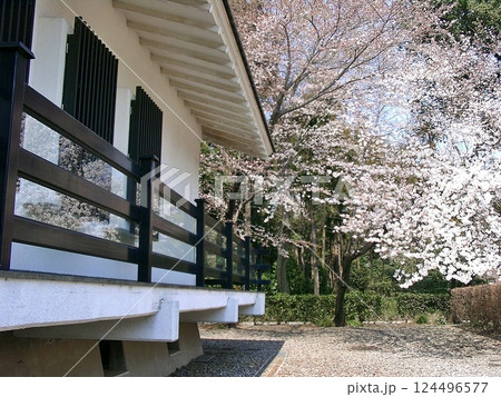 満開の淡いピンク舞う太田市新田荘歴史資料館で桜咲く(2012.4.9) 桜手帖 世良田の春 124496577