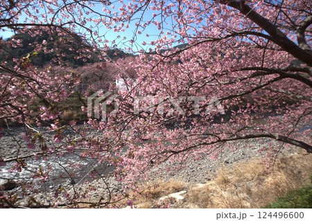 早春の快晴、満開の桜の花が咲いている風景 早春の快晴、満開の桜の花が咲いている風景 124496600