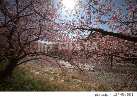河津川沿いに咲く河津桜 河津川沿いに咲く河津桜 124496601