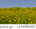 鮮やかな黄色が春の日を浴びて輝く。菜の花畑に心奪われます。 124496900