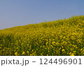 鮮やかな黄色が春の日を浴びて輝く。菜の花畑に心奪われます。 124496901