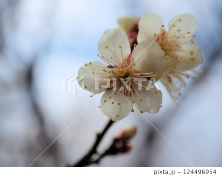 3月に咲いた美しい白い梅の花「冬至(トウジ)」 3月に咲いた美しい白い梅の花「冬至(トウジ)」 124496954