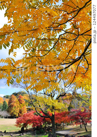 於大公園の紅葉 於大公園の紅葉 124497077