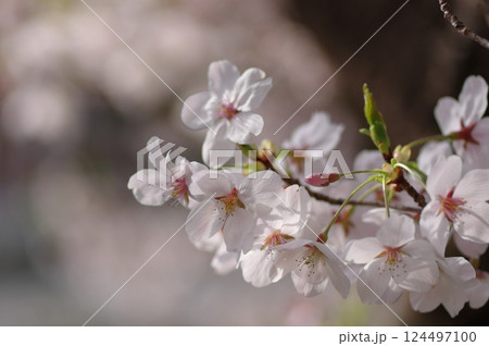 桜咲く 124497100