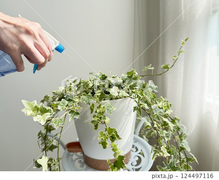 woman hand spraying water on english Ivy variegated or hedera helix with waterdrop in the white flower pot at bedroom woman hand spraying water on english Ivy variegated or hedera helix with waterdrop in the white flower pot at bedroom 124497116