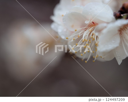 雨が降った3月に咲いた美しい白い梅の花「白難波(シロナンバ)」 雨が降った3月に咲いた美しい白い梅の花「白難波(シロナンバ)」 124497209